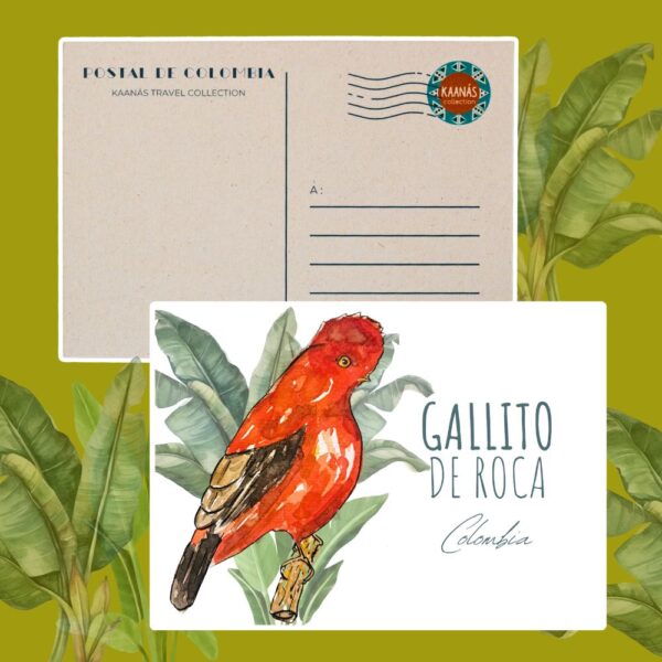 Cartes postales Oiseaux de Colombie – Image 5